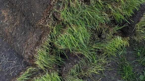 sod service