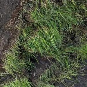 sod service